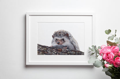 Giclée Fine Art Print - ‘A Sharp Curiosity’ MIX & MATCH 2 FOR $50 (8x10") AND 2 FOR $90 (11x14")